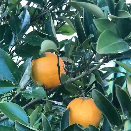 Апартаменти Vacation Croatia *